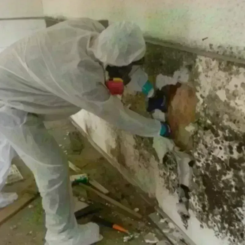 Mold Remediation and Removal in Sour Lake, TX